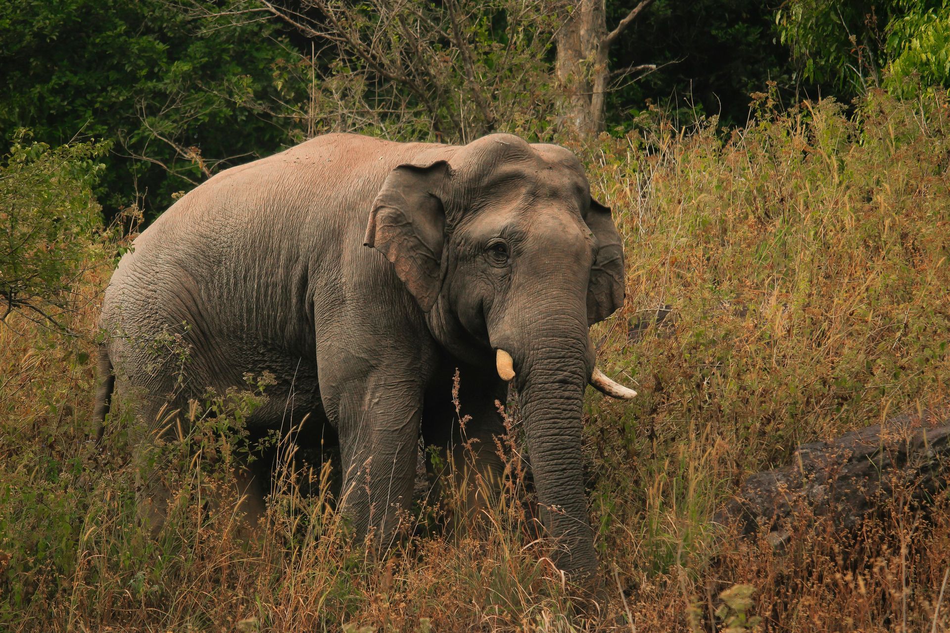 Matriarchal elephant in the herd