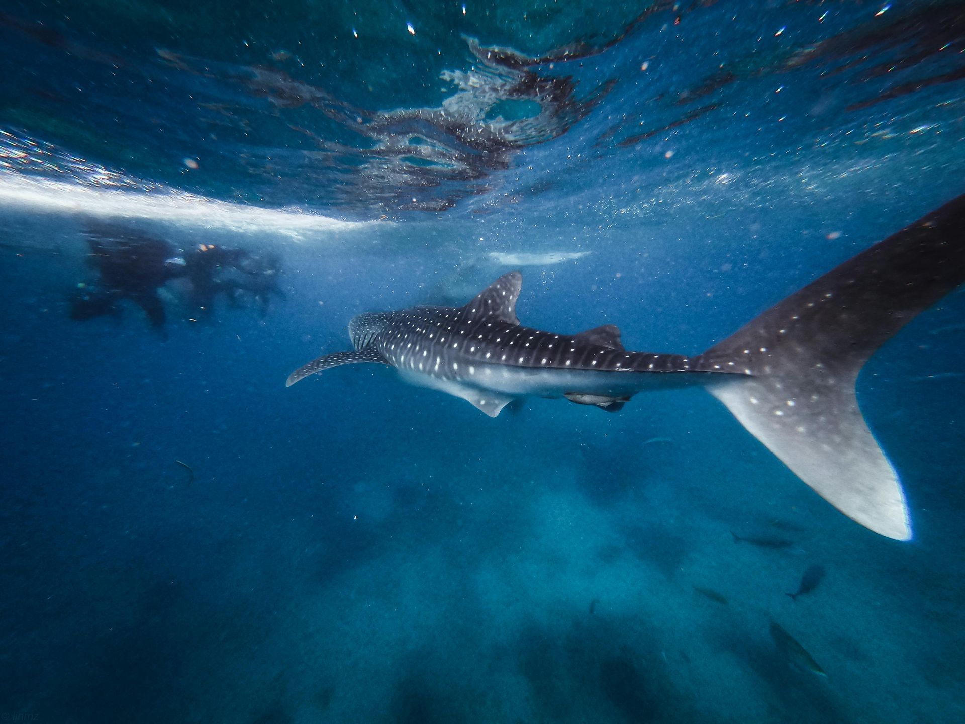 Whale shark swims underwater, spotted pattern, with two figures near surface.