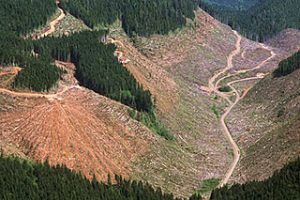 To Save Our Climate We Need Taller Trees Not Taller Wooden Buildings
