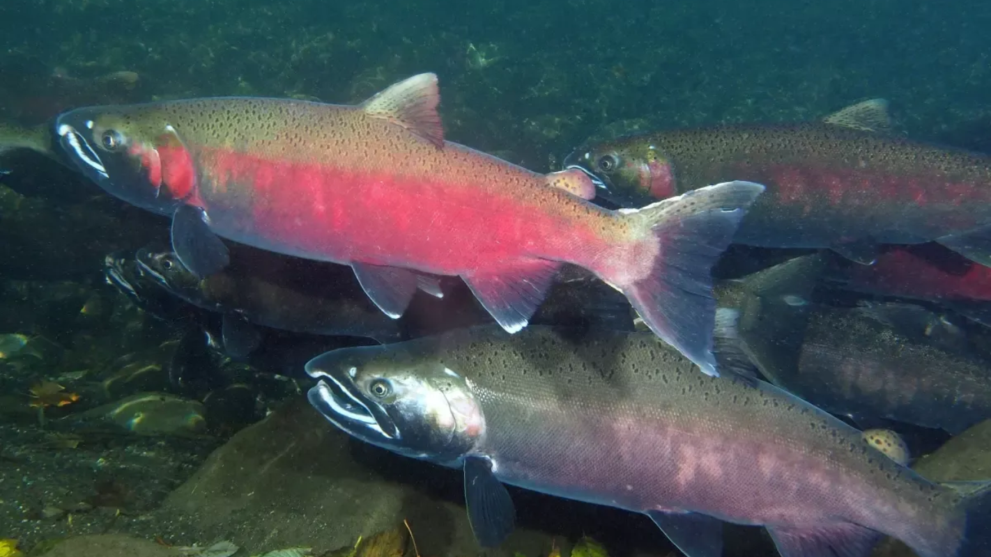 Salmon swimming underwater; reddish coloration, some with white-tipped fins, in a dark setting.
