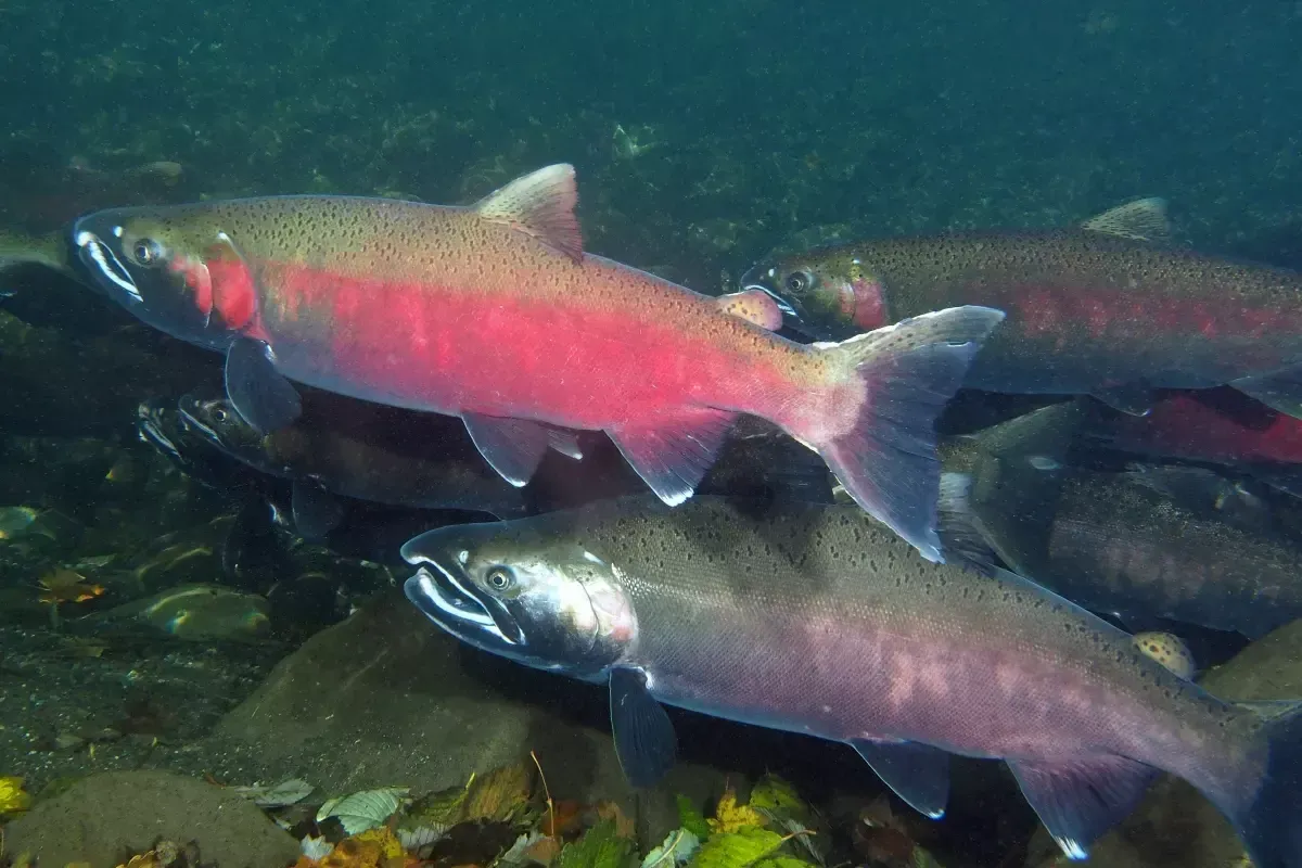 Salmon swimming underwater, one with bright red sides, others muted silver, in a rocky riverbed.