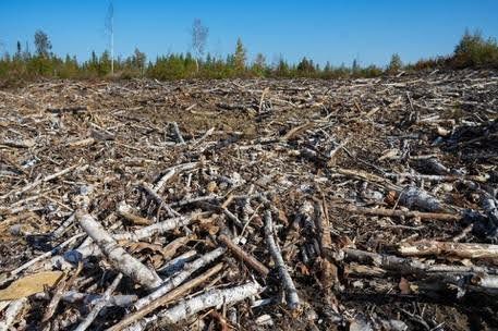 Cleared forest area with scattered branches and wood debris under a blue sky.
