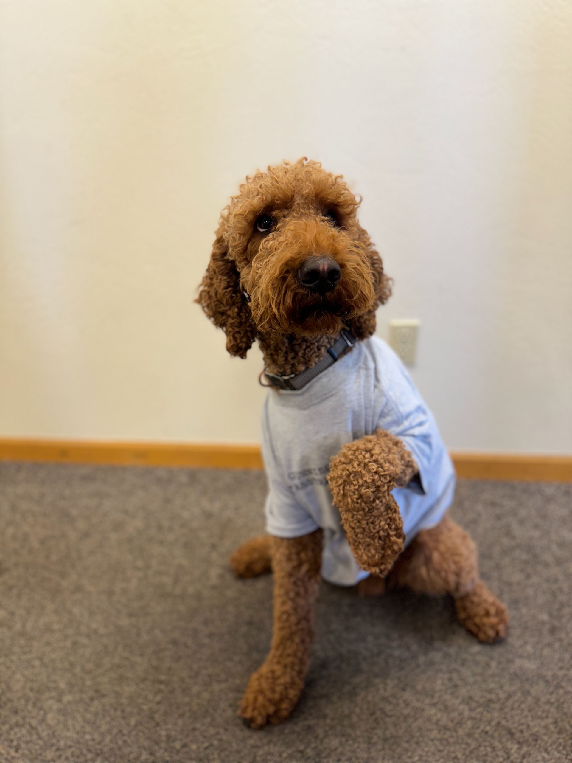 A small brown dog wearing a white shirt is sitting on the floor.