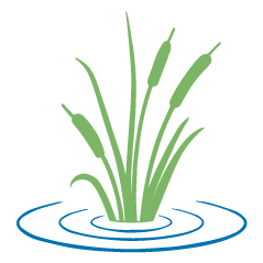 Green cattails and reeds emerging from blue water ripples.