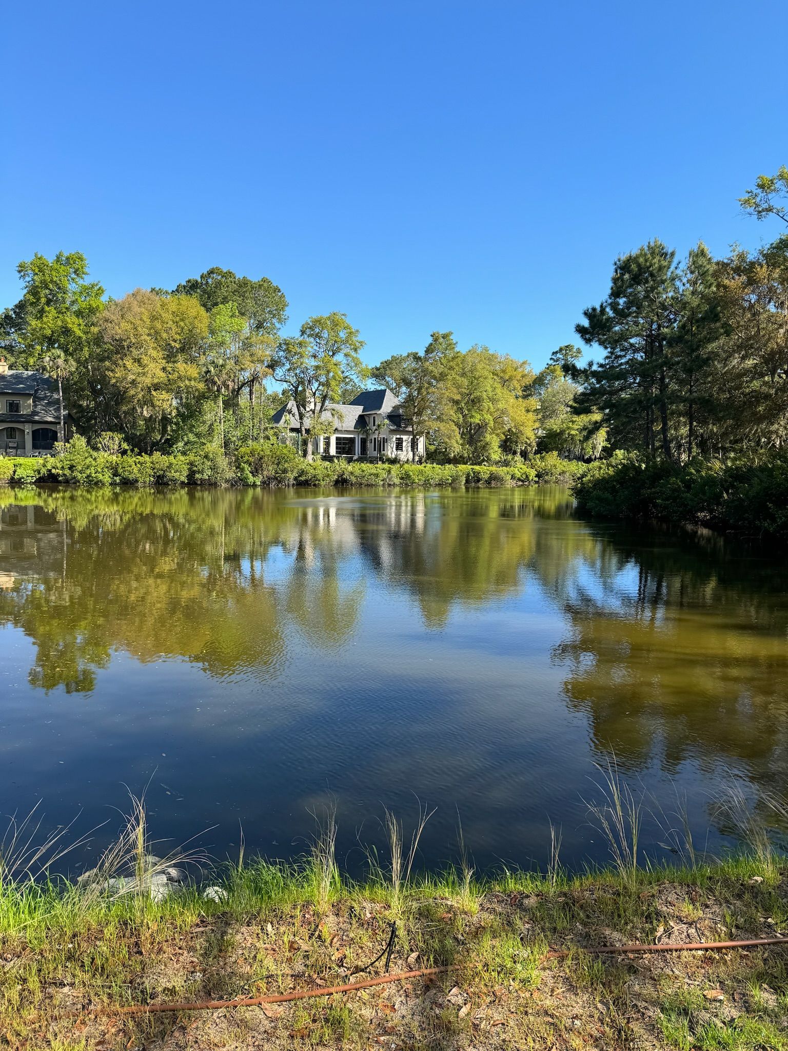 Pond reflecting trees and houses under a bright blue sky. Green grass in foreground.