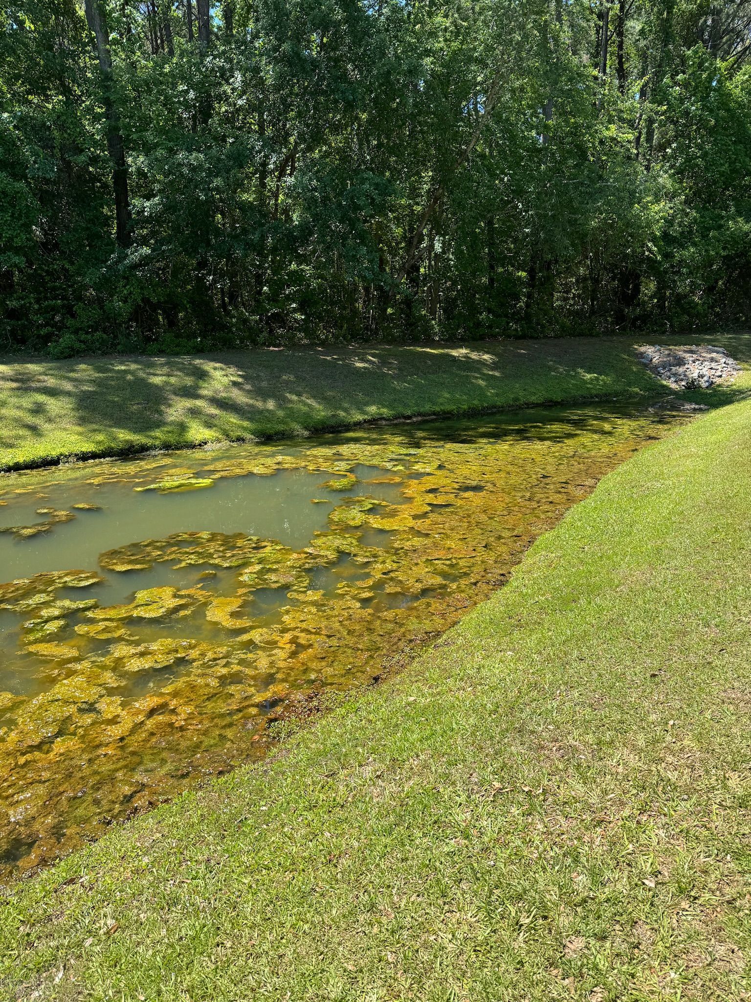 A channel of water with yellow-green algae, flanked by green grass and a treeline.