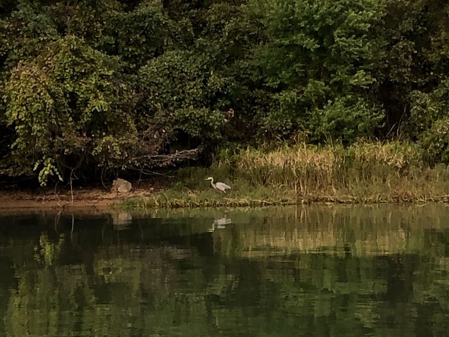 A heron stands on the bank of a river, reflecting in the water, surrounded by lush green foliage.