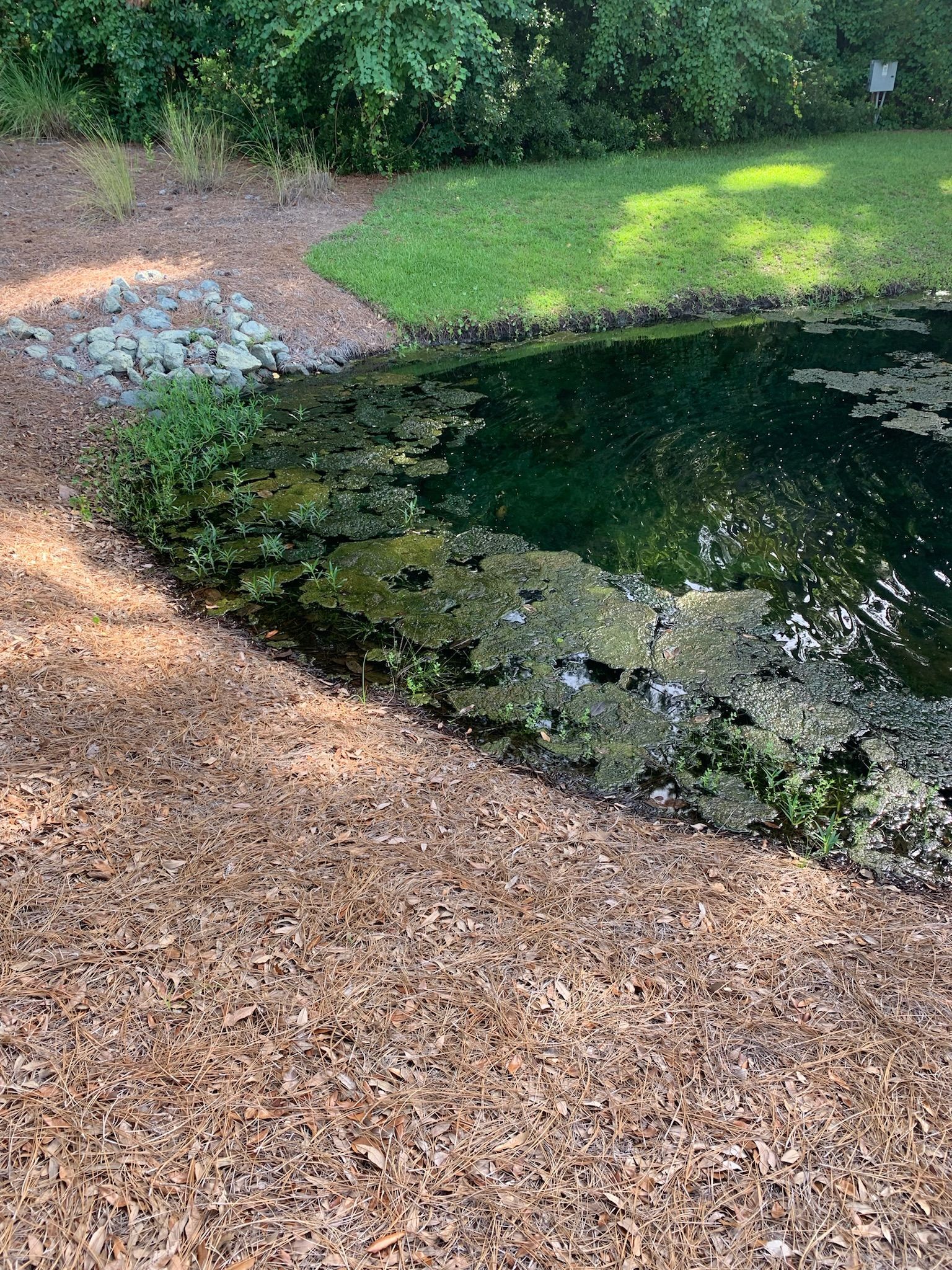 Pond with algae along the edge, surrounded by brown mulch and green grass, with trees in the background.