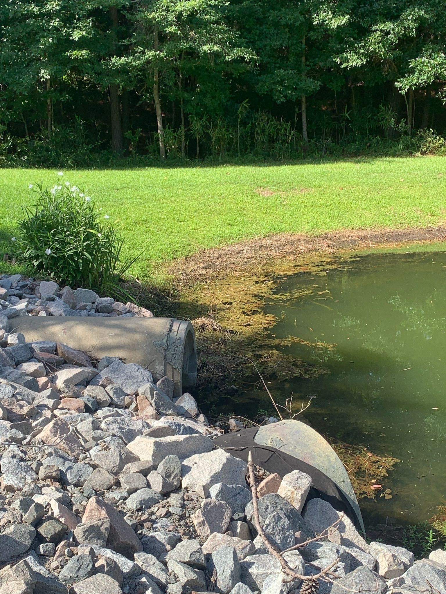 A pond with green water next to a grassy lawn and a pile of rocks with a concrete pipe.