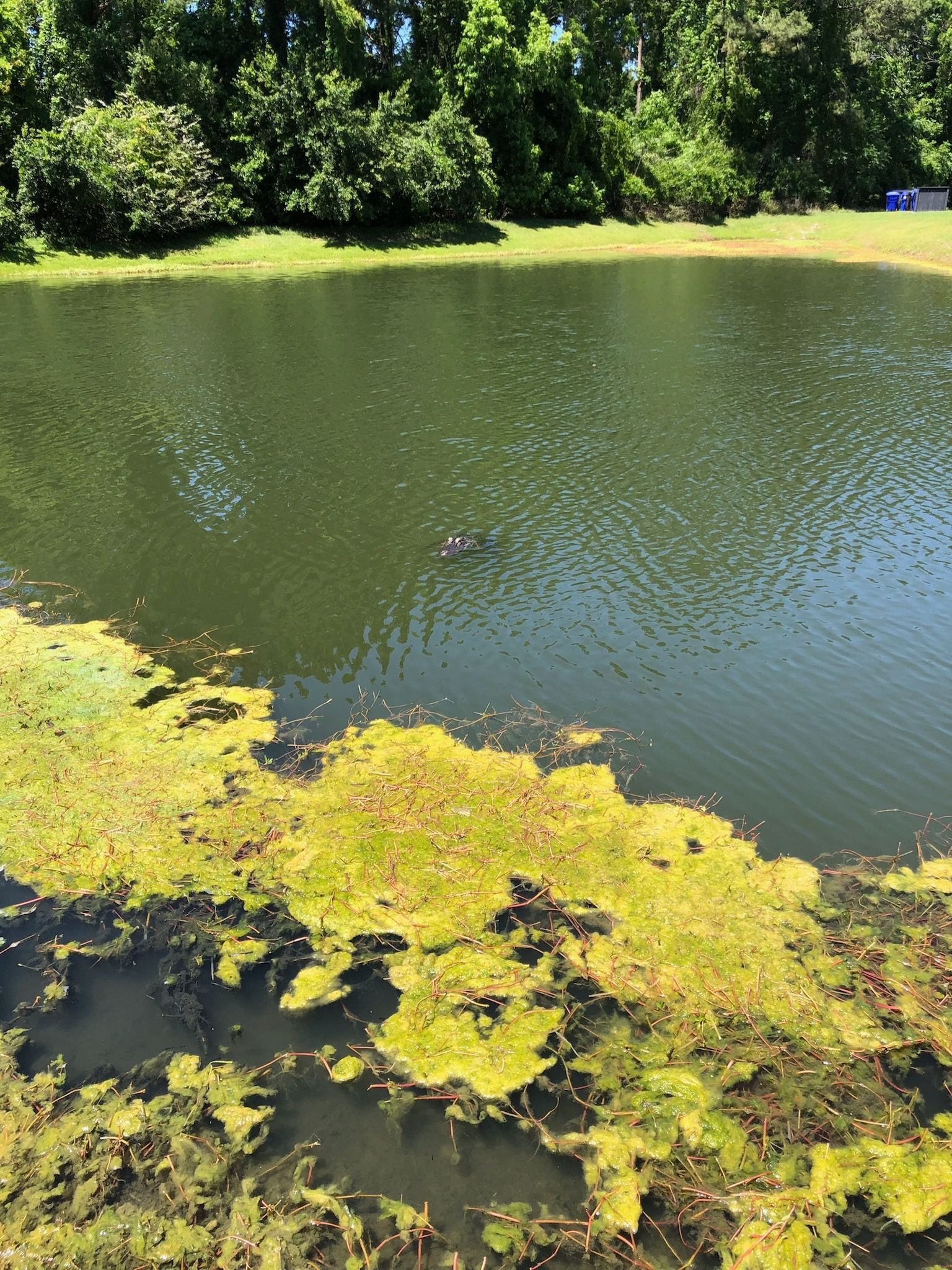 A pond with green algae and dark water. Trees and shrubs line the bank on a sunny day.
