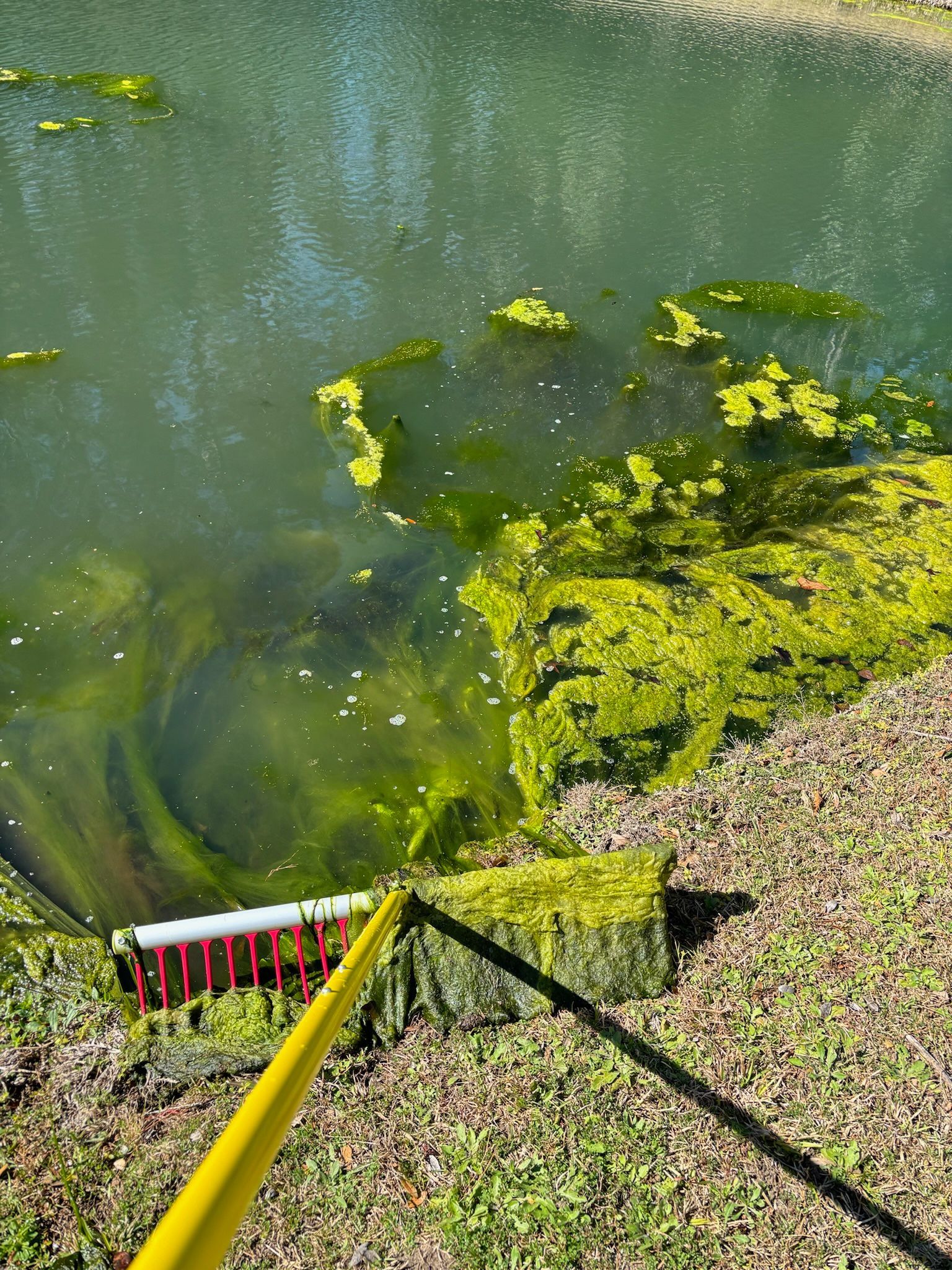 A yellow pole scoops green algae from a murky, algae-covered body of water.