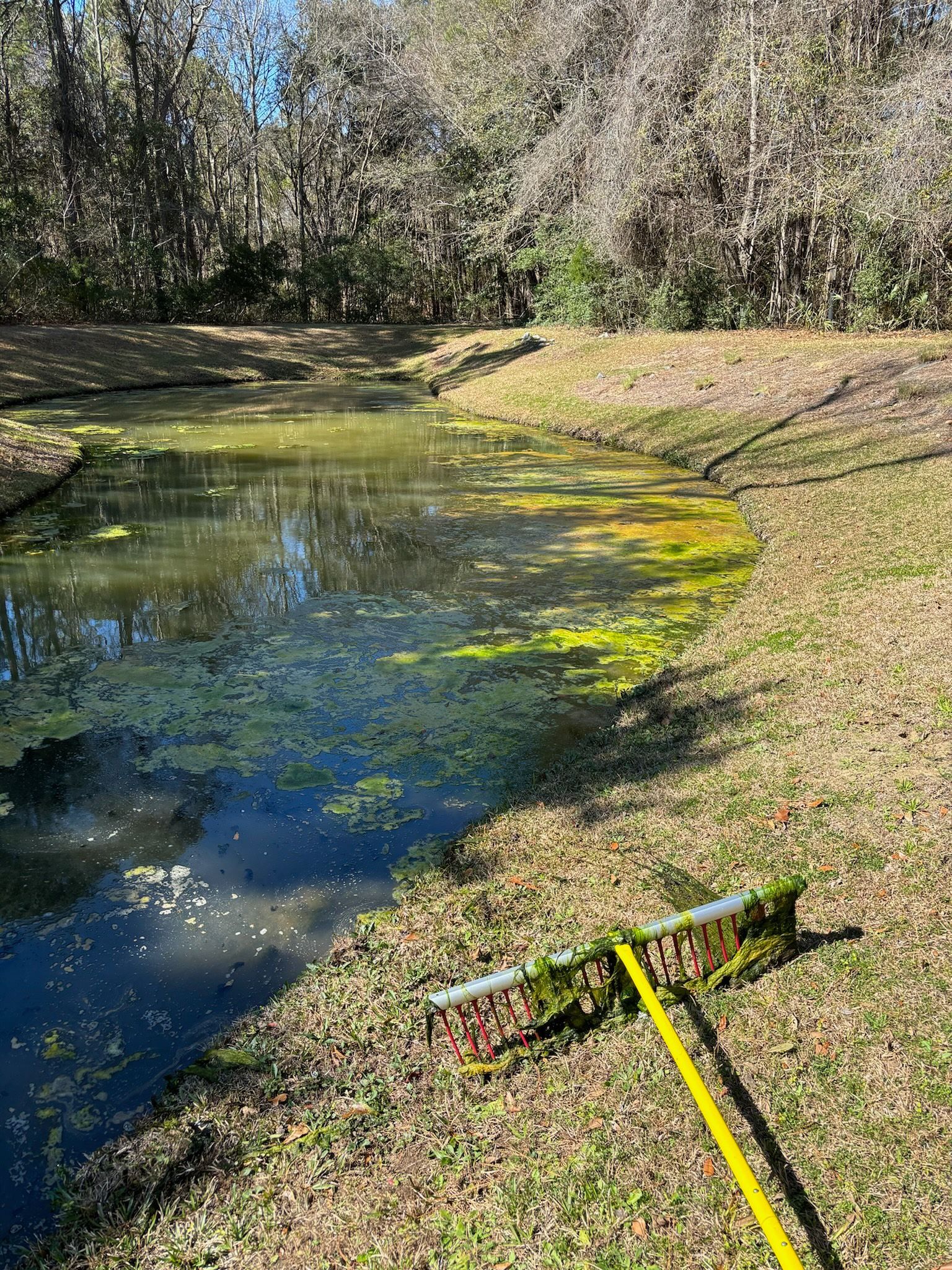 Pond with green algae and yellow rake on grassy bank. Trees in background.