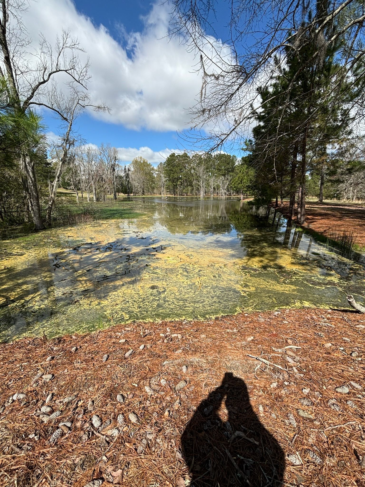 A sunny pond in a park with trees, brown mulch, and a cloudy sky. A person’s shadow is in the foreground.