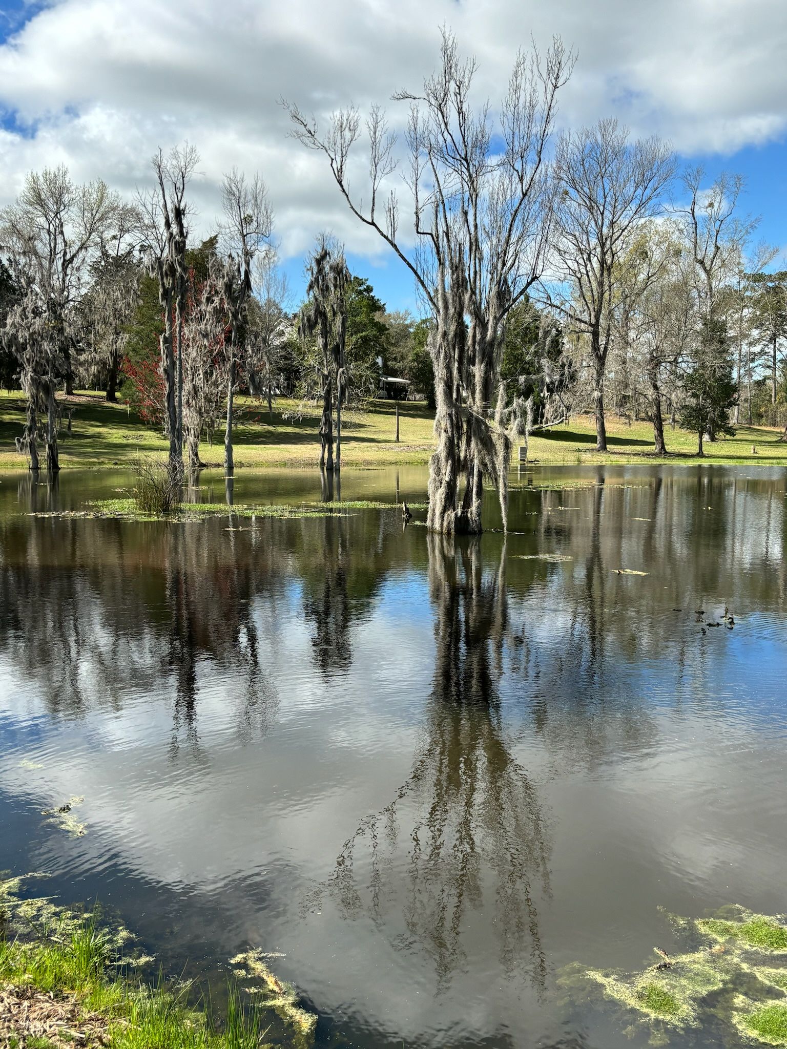 Trees in a pond reflect a cloudy sky. Dark water with green edges and a grassy bank.