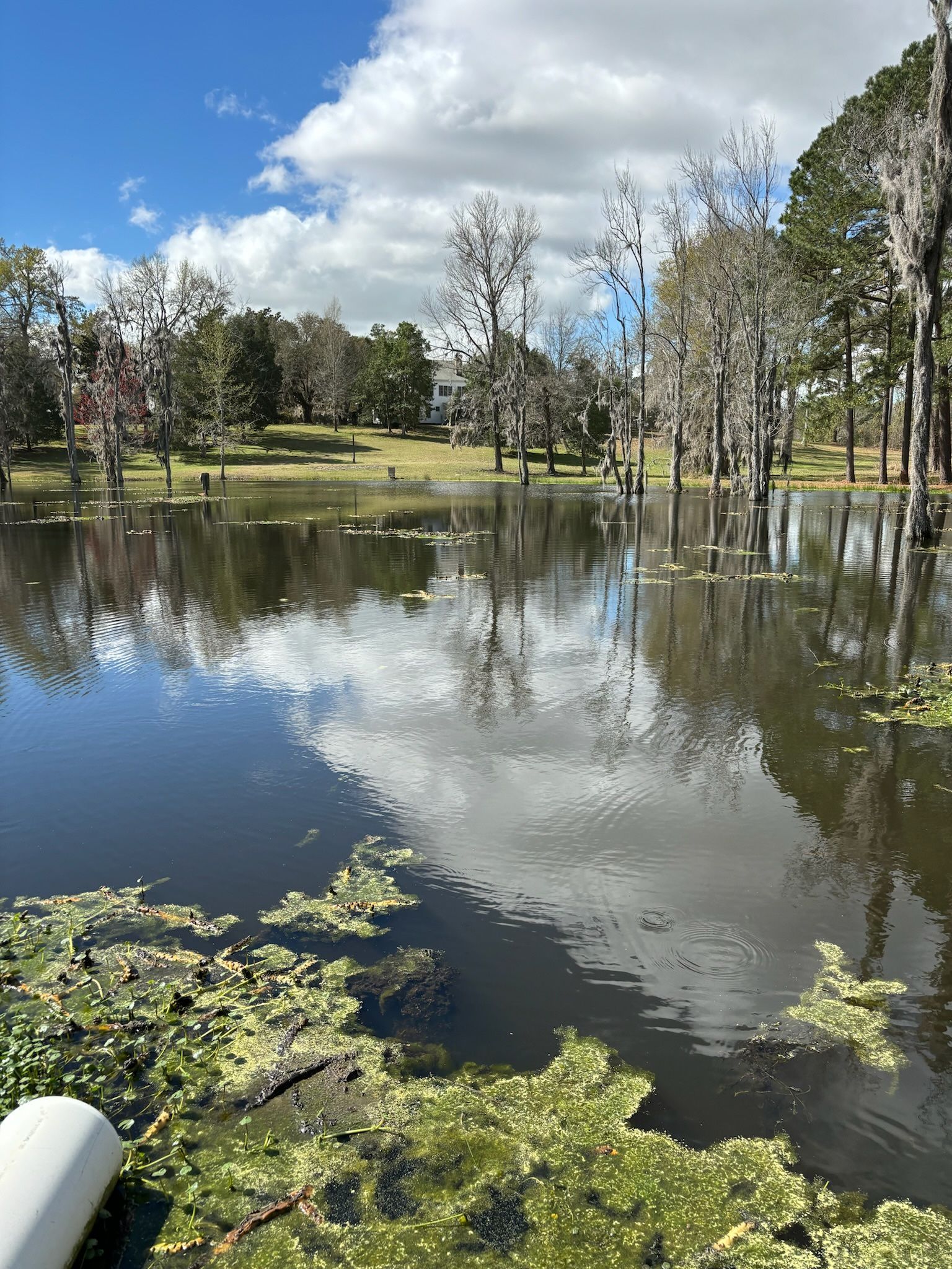 Pond reflecting cloudy sky with trees. Green algae in foreground, forested area in background.
