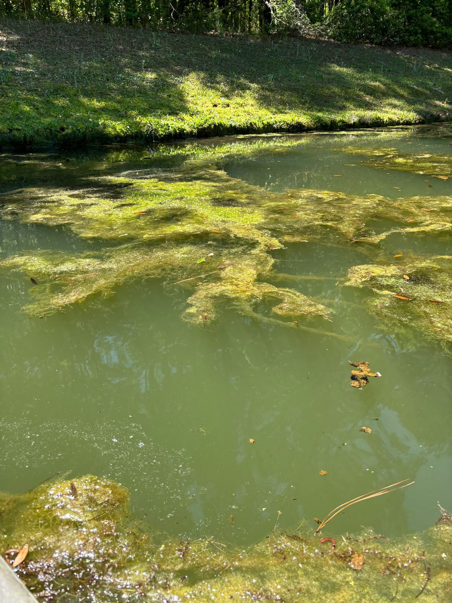 Green, algae-covered water in a pond with a grassy bank. Sunlight on the water.