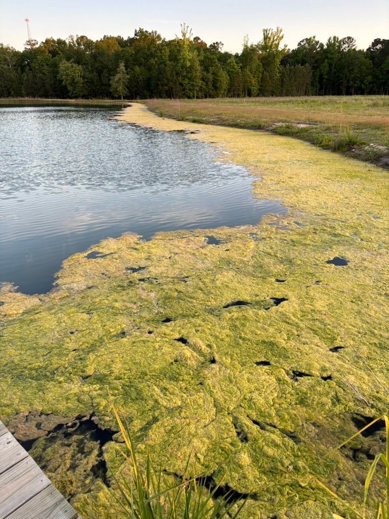 Pond with dense, green algae at the edge, surrounded by grass and trees under a clear sky.