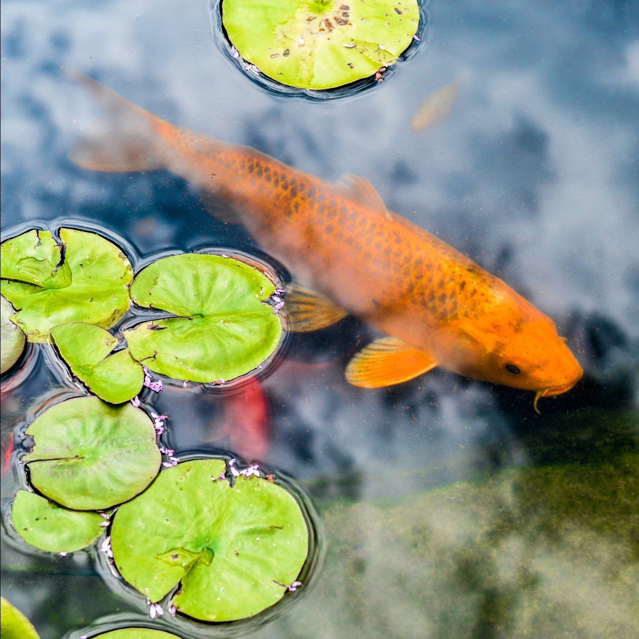 Orange koi fish swims in a pond with lily pads.