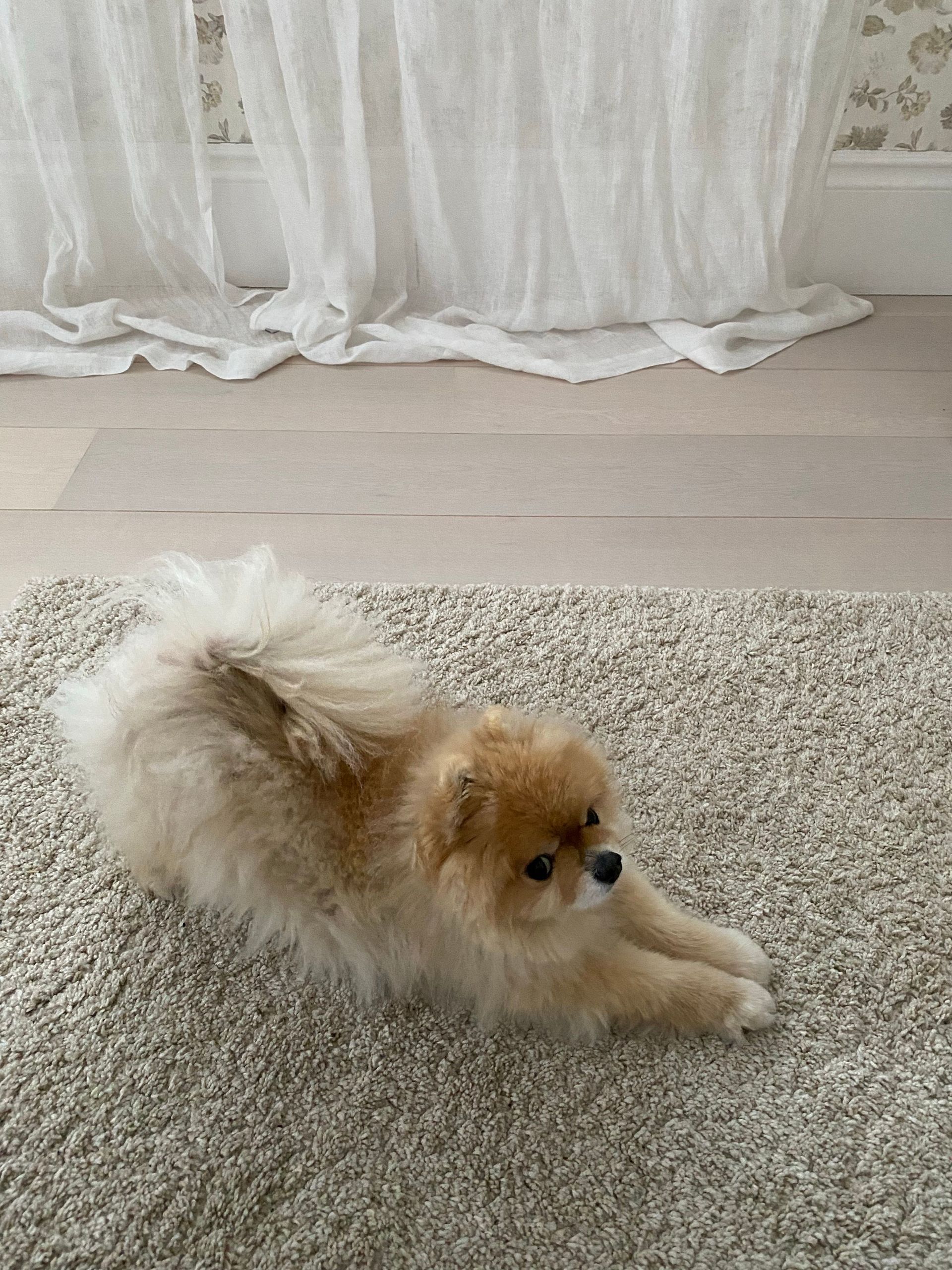 Small fluffy tan-and-white dog stretching on a beige rug beside sheer white curtains.