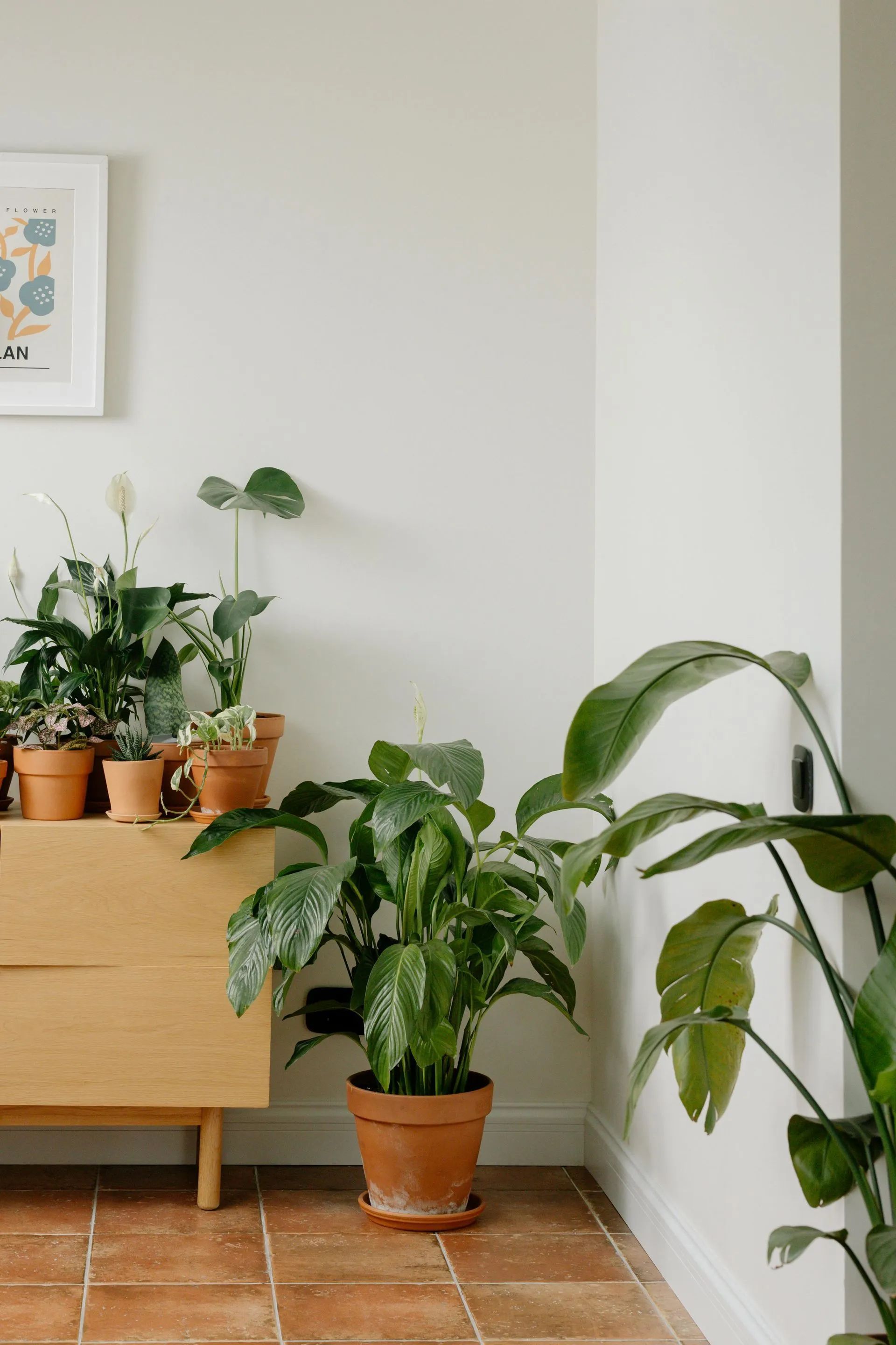 Indoor corner with potted green houseplants on a wooden cabinet and tile floor