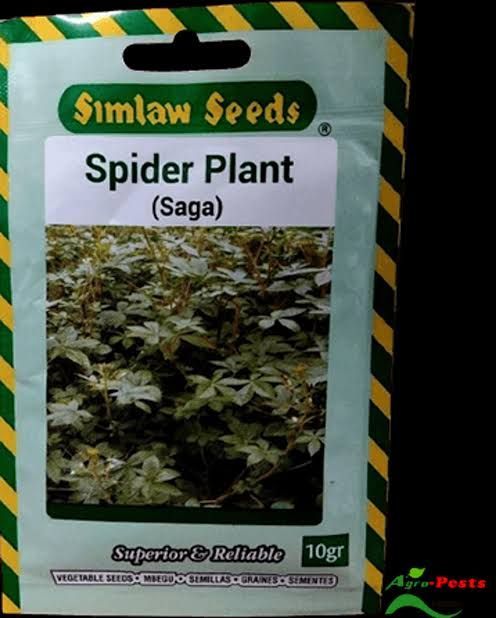 Simlaw Seeds - Sagaa