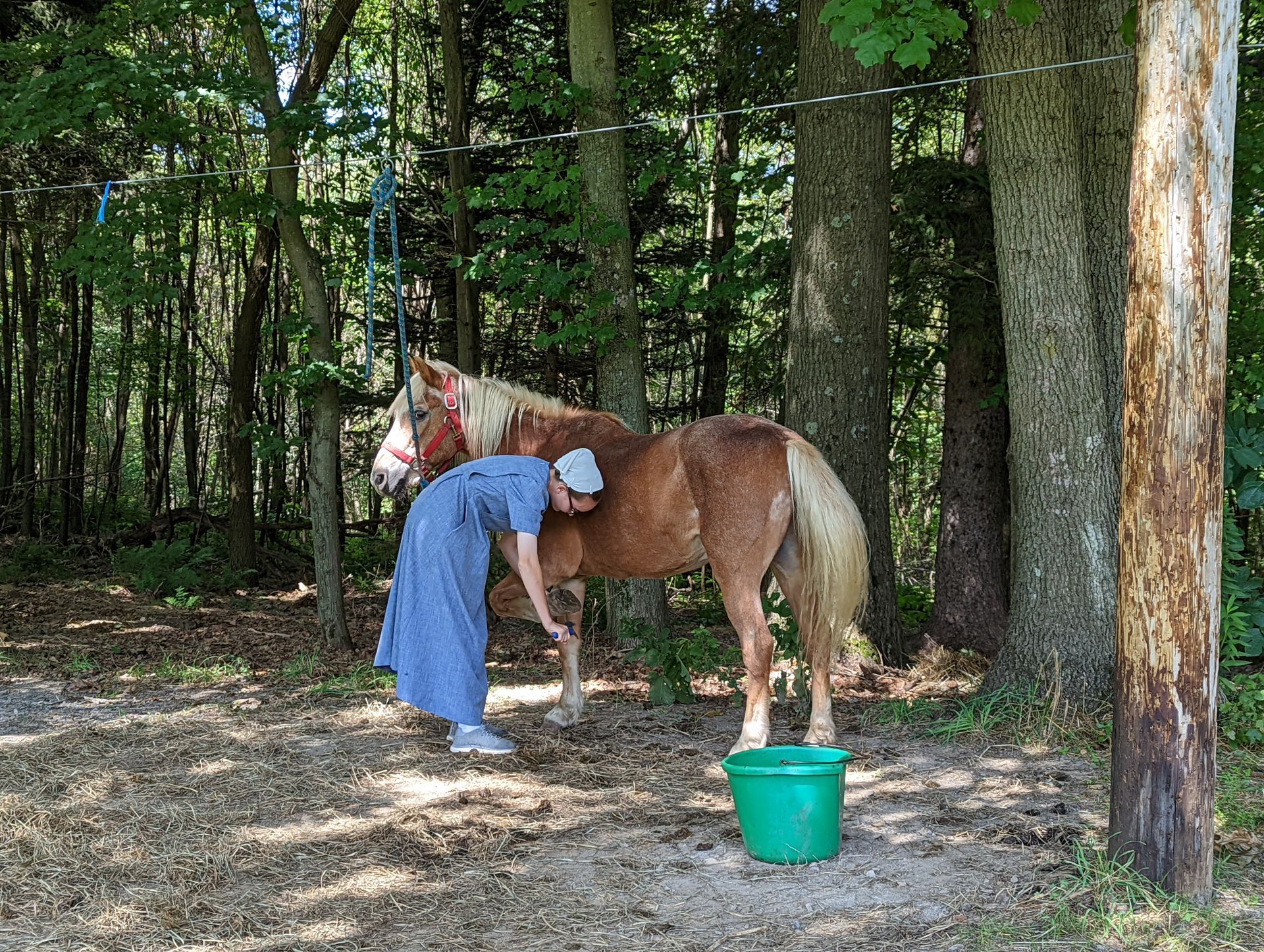Person in blue shirt tending a brown horse beside a green bucket in a wooded area