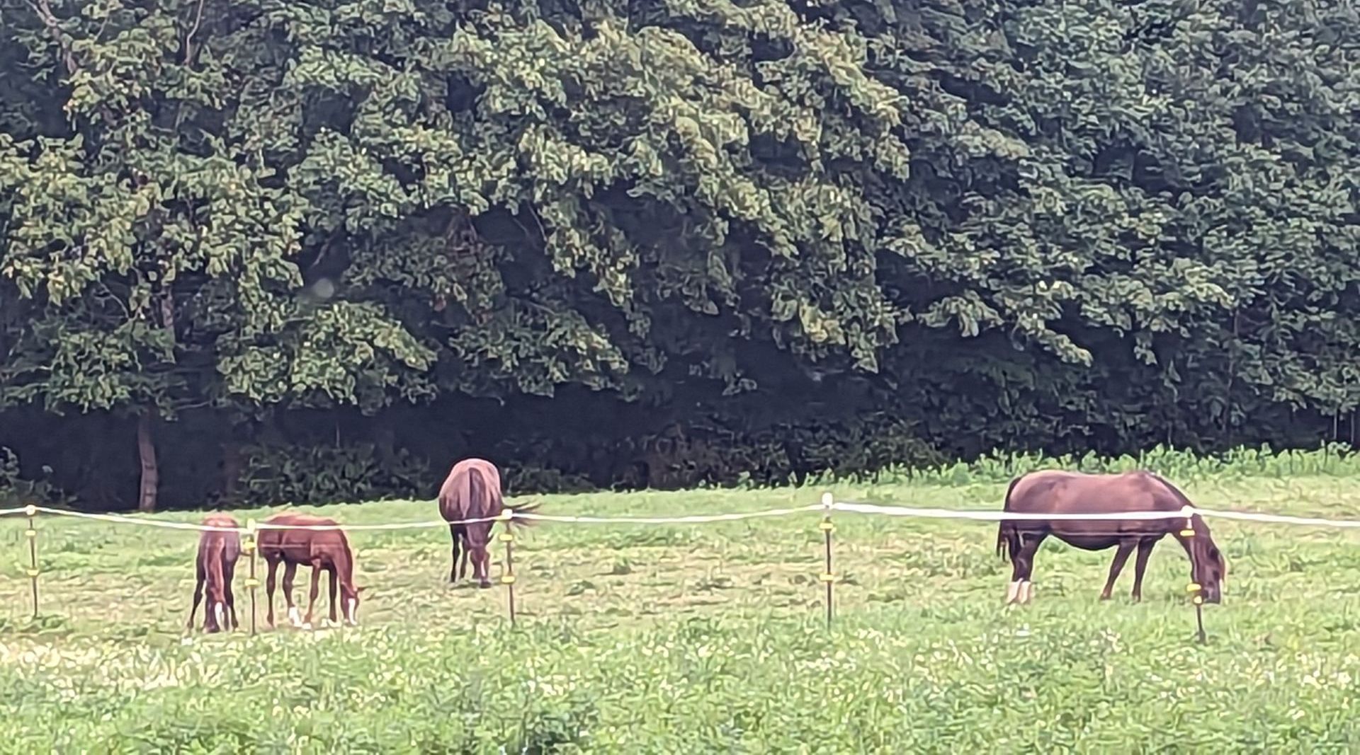 Young horses crowding a gate