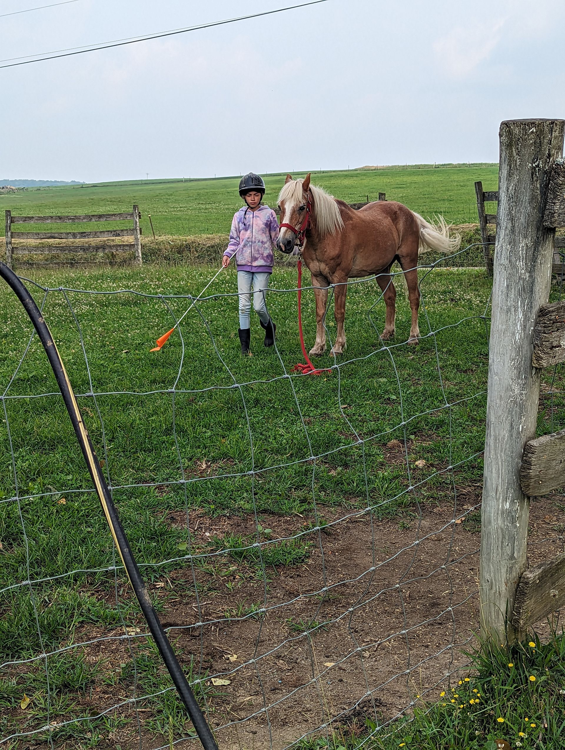 Person in a purple jacket stands beside a brown horse in a grassy field near a stone post.