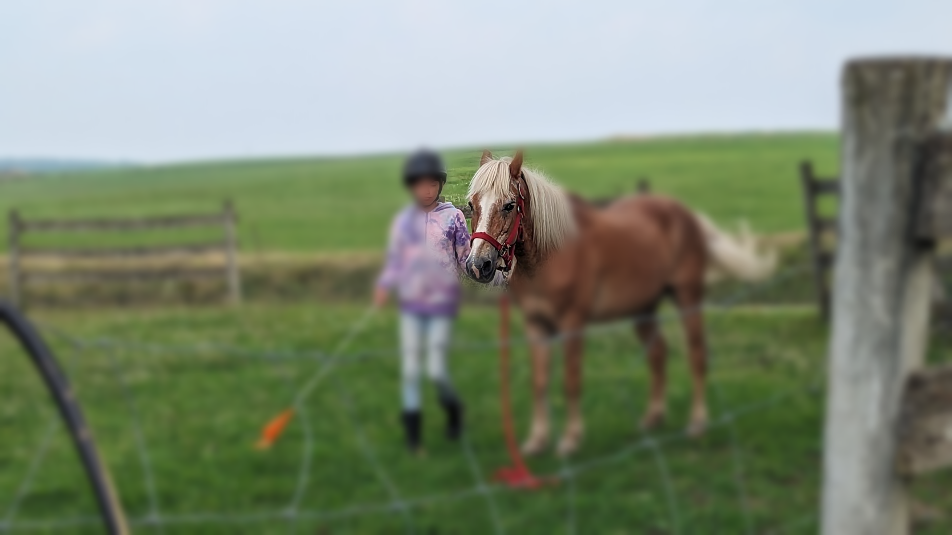 CLICK HERE TO APPLY Young girl holding a stick and flag, leading a palomino pony inside a fenced arena