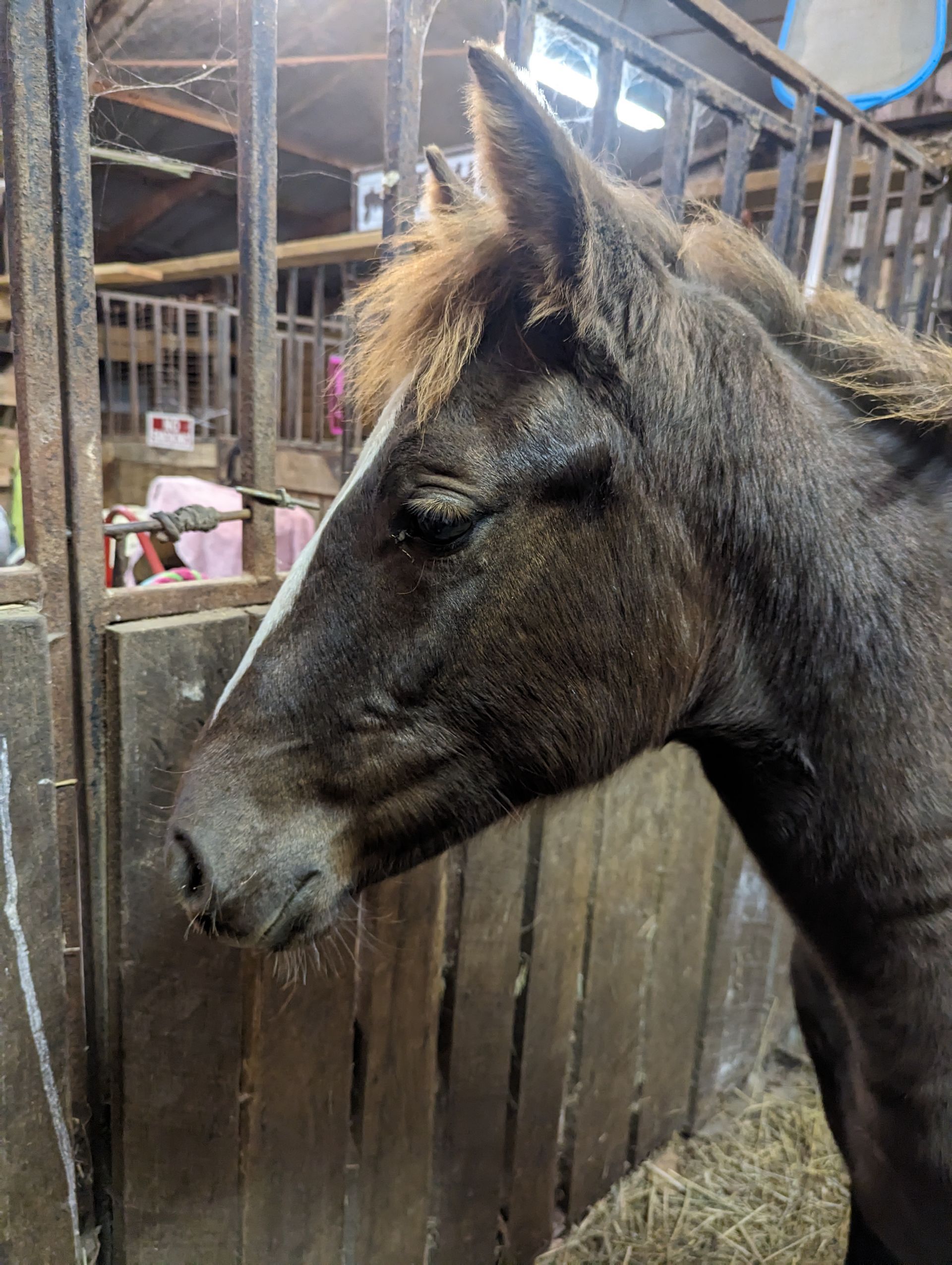 Close-up of a dark horse standing in a stable, facing left.