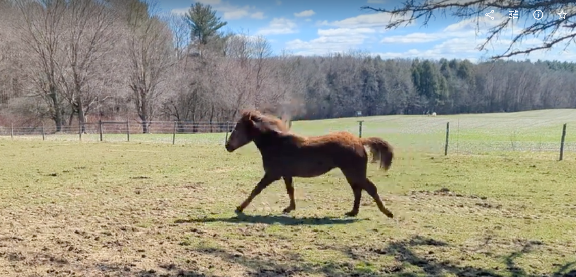 Dark brown horse walking in a grassy field on a sunny day