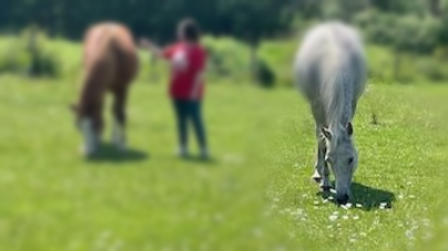 CLICK HERE TO APPLY Person in red shirt standing between two grazing horses in a sunny green field.
