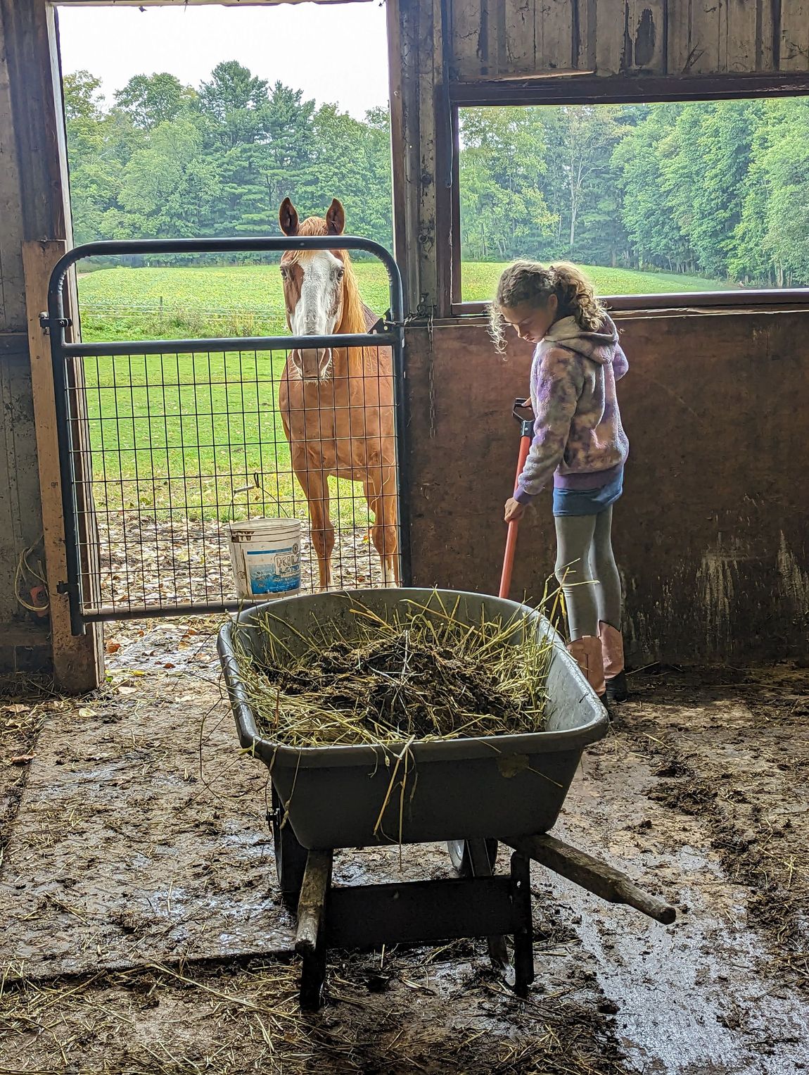 Child by a barn gate with a llama, beside a wheelbarrow of feed in a muddy pen.
