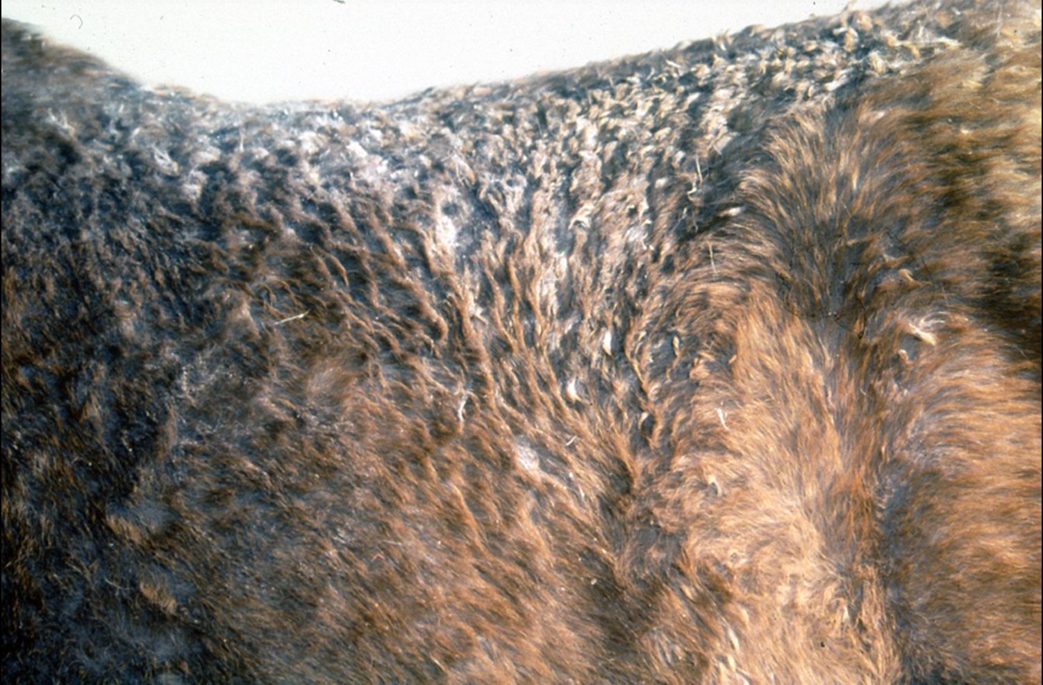 Close-up of a brown and black furry animal's back with mottled fur texture