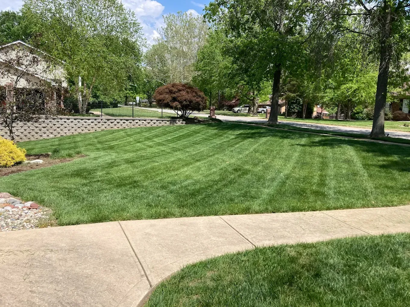 Lawn with freshly cut stripes; a sidewalk in the foreground; trees and houses in background.