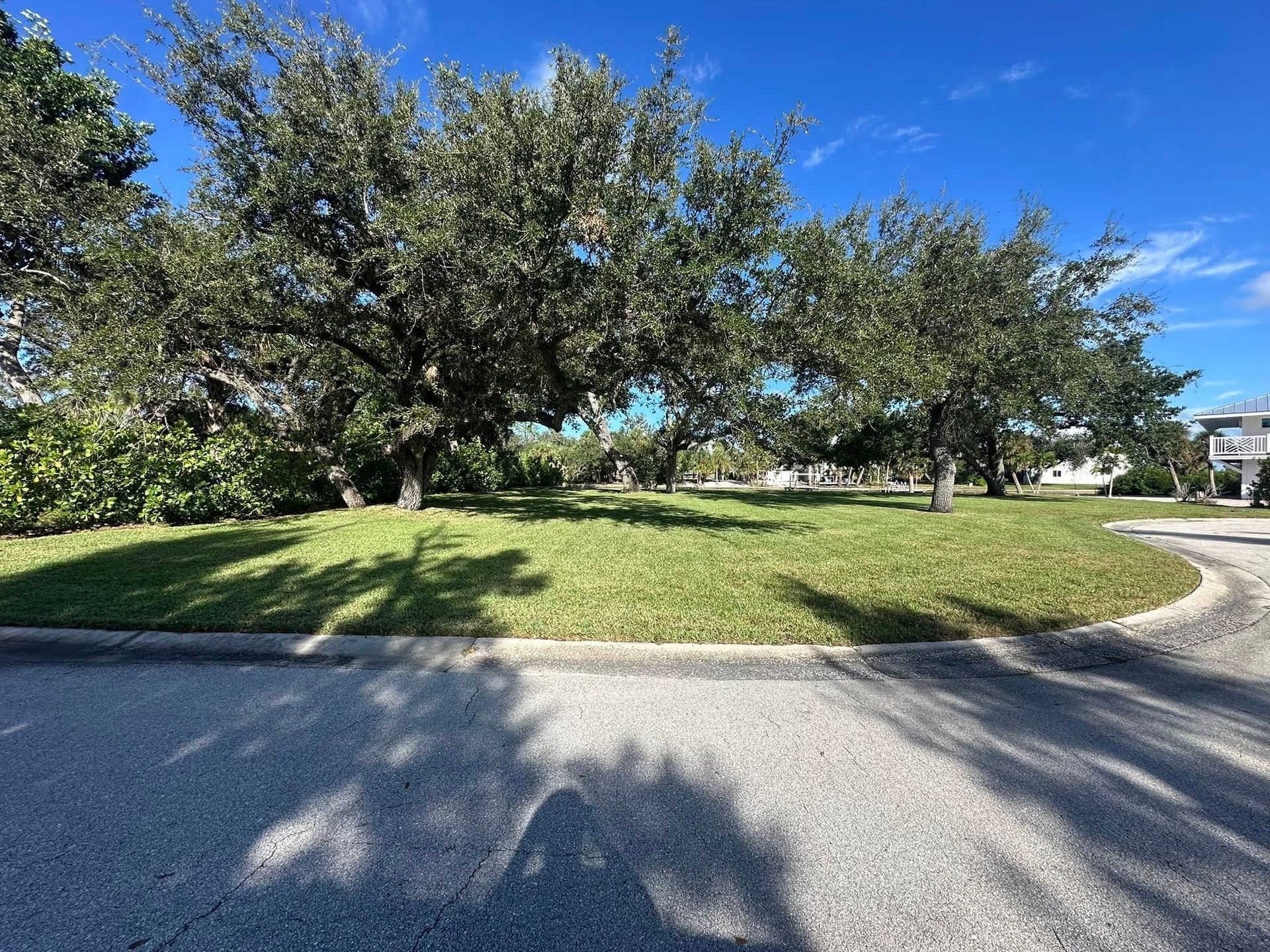 Sunny park with large trees on a grassy hill beside a curved road under a blue sky