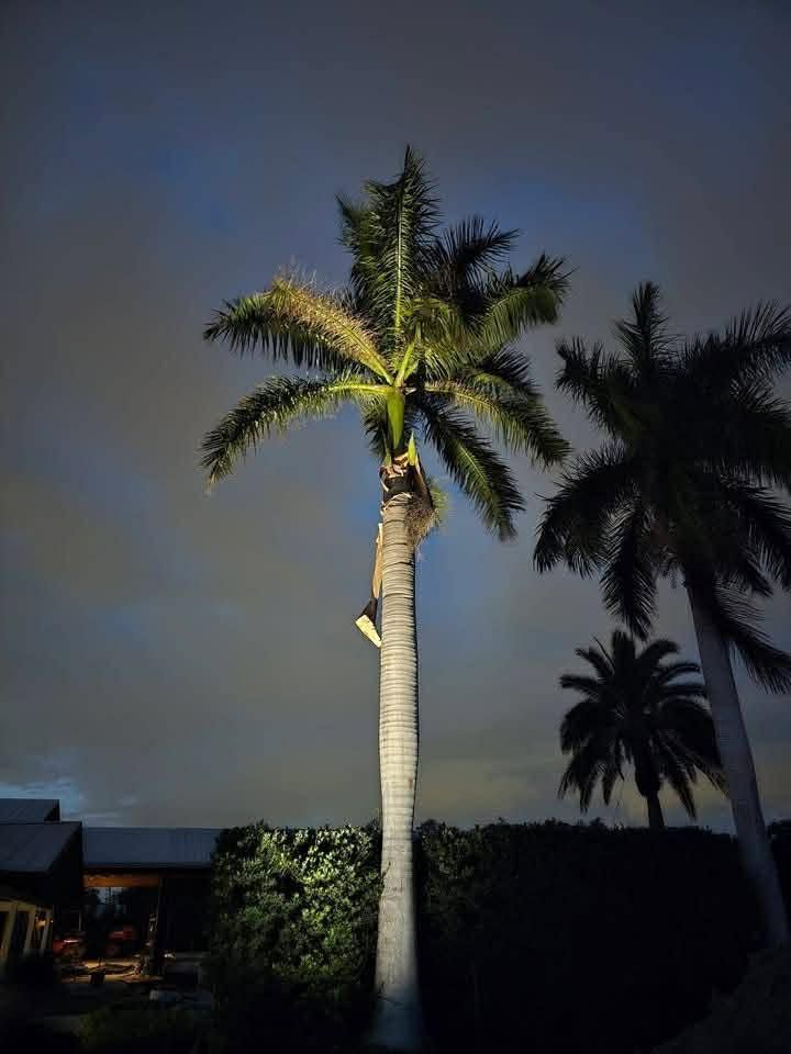 Tall palm tree lit at night against a dark sky, with a house and hedge below.