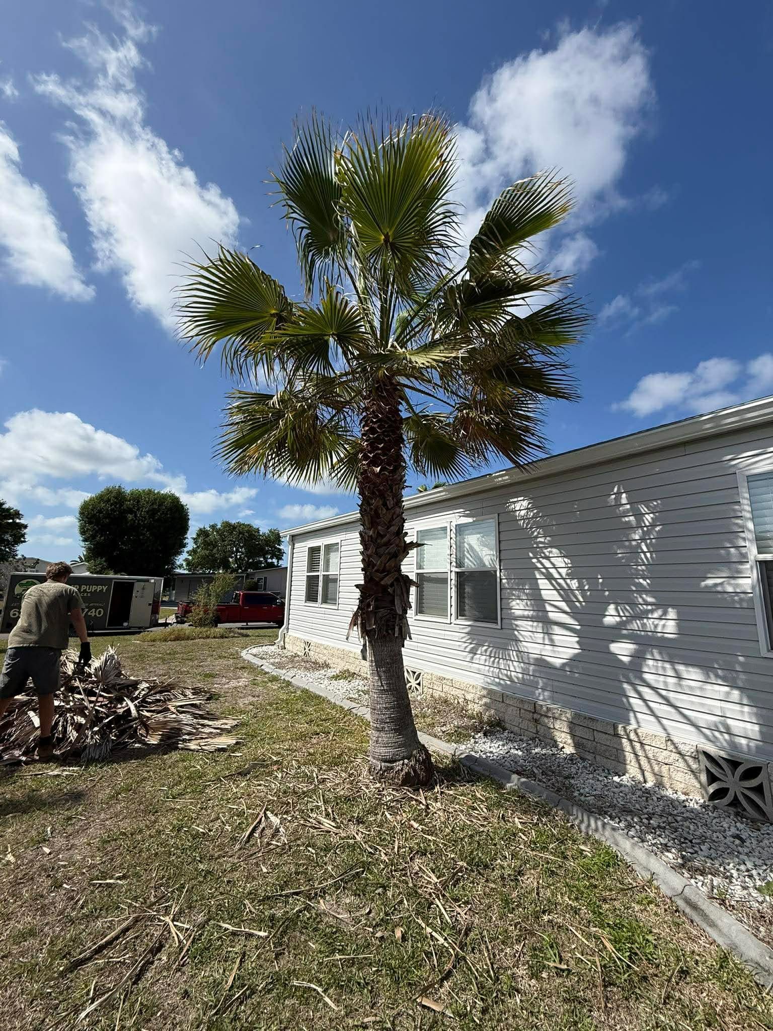 Palm tree beside a white house under a blue sky with scattered clouds