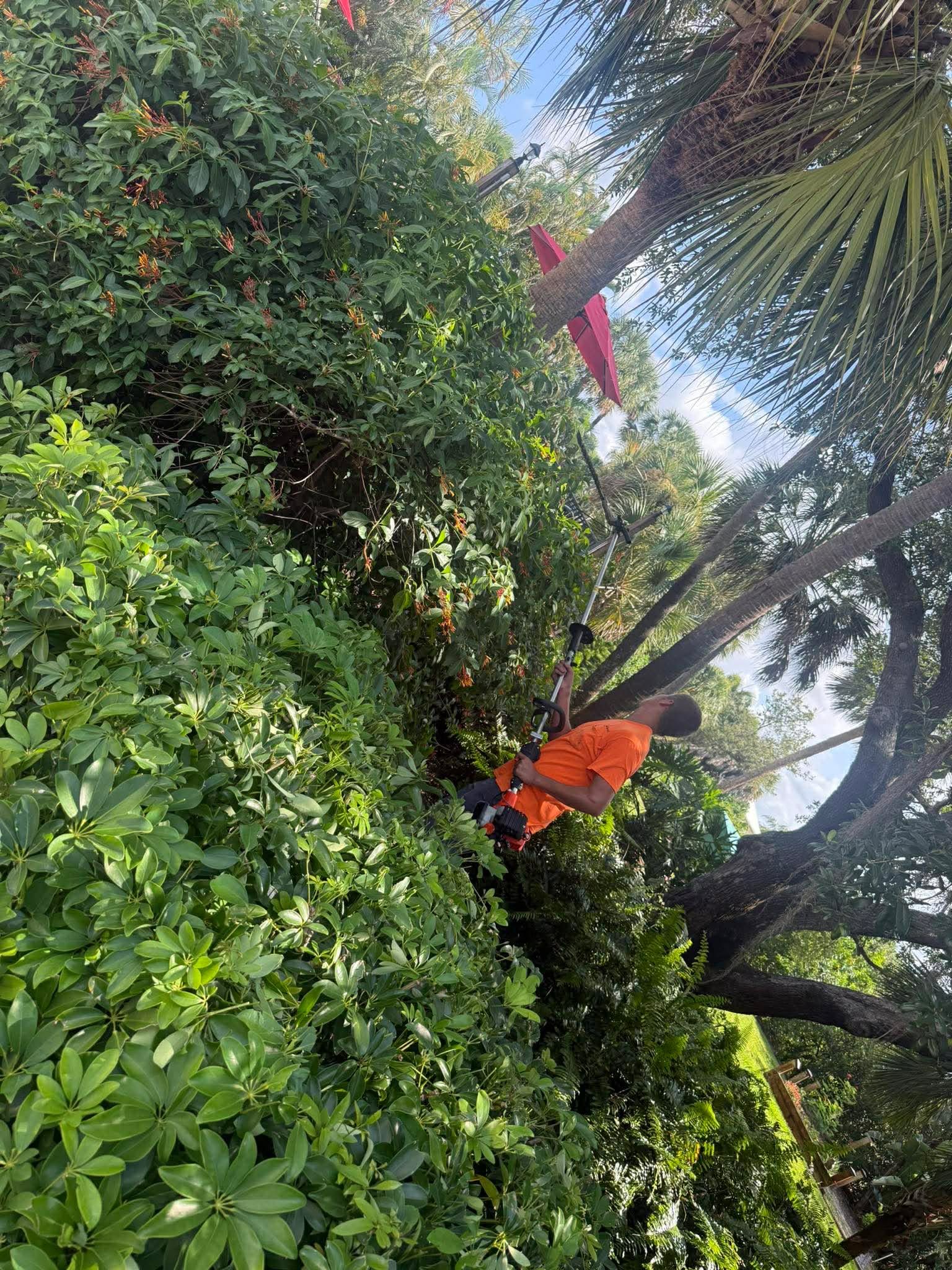 Two orange butterflies among dense green foliage and tree branches in a sunny garden