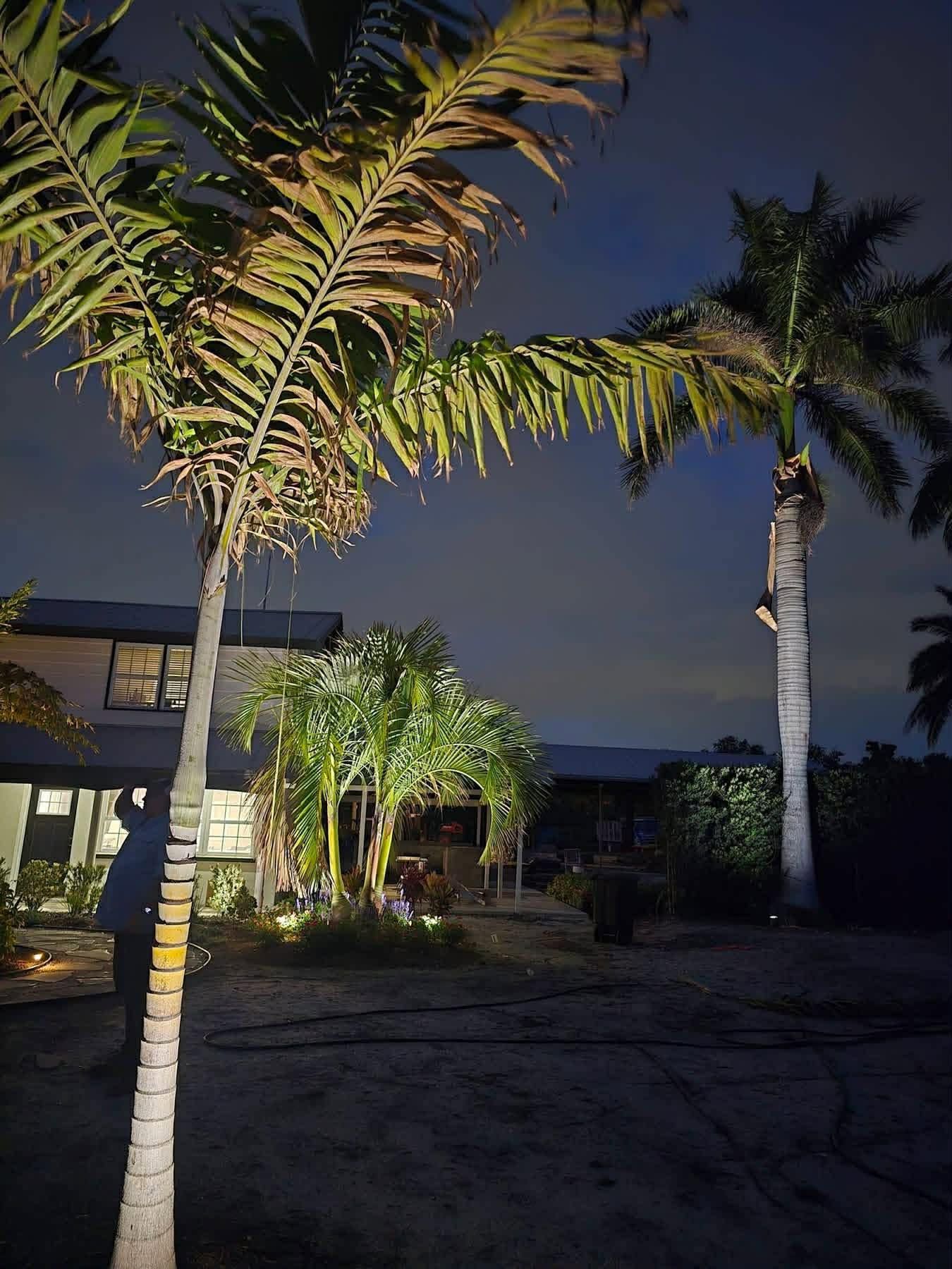 Palm trees lit at night in a tropical yard beside a house under a dark sky