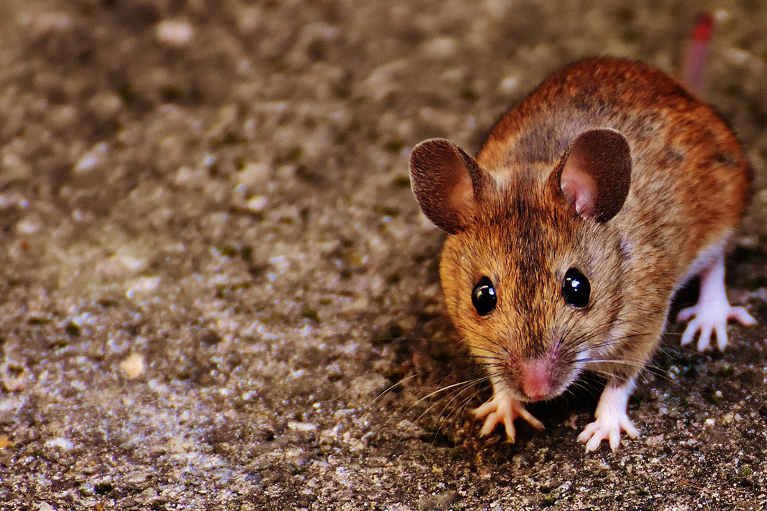 Brown mouse with large eyes on gray concrete.