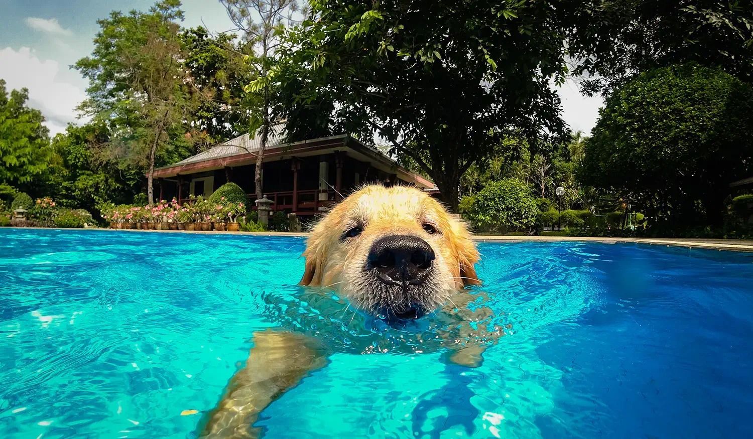 Fiberglass pools in Saratoga Springs, NY by Spring Water Pools are pet friendly