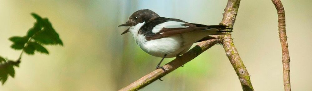 Pied Flycatcher Copyright John Bridges Pied Flycatcher