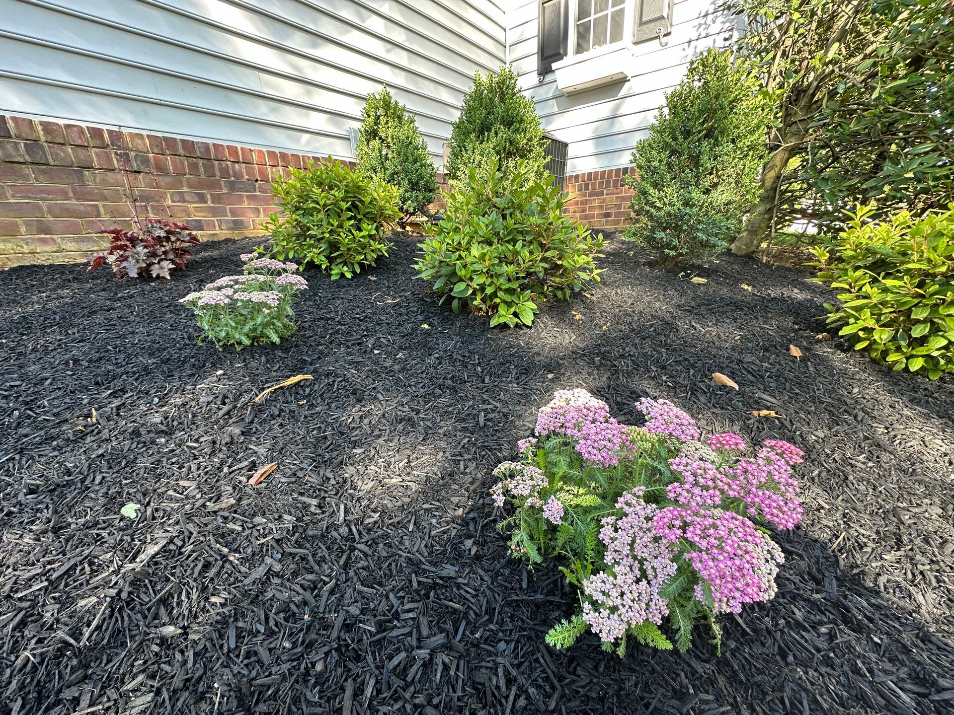 A garden with pink flowers and black mulch in front of a house.