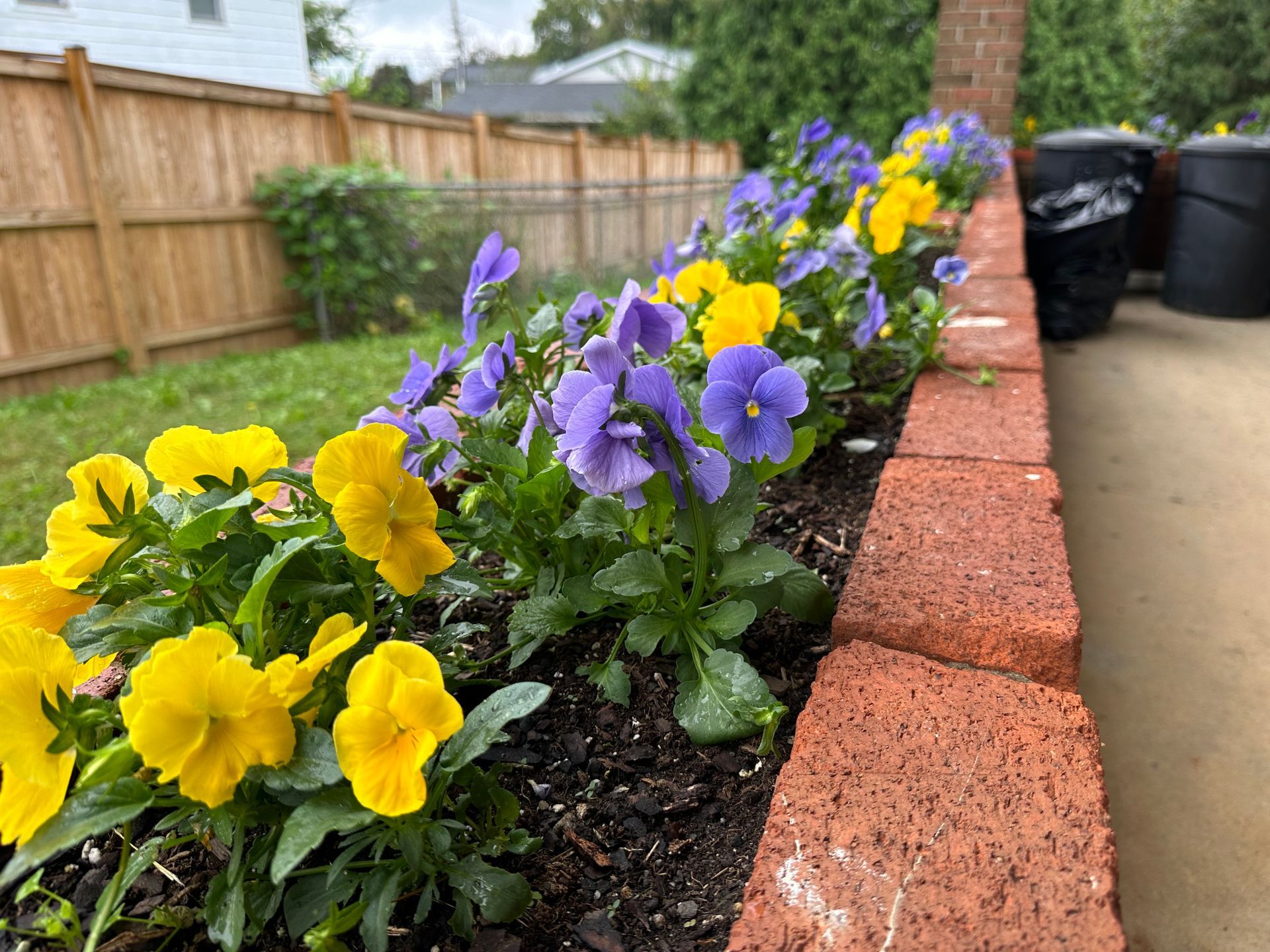 A row of yellow and purple flowers growing in a garden.