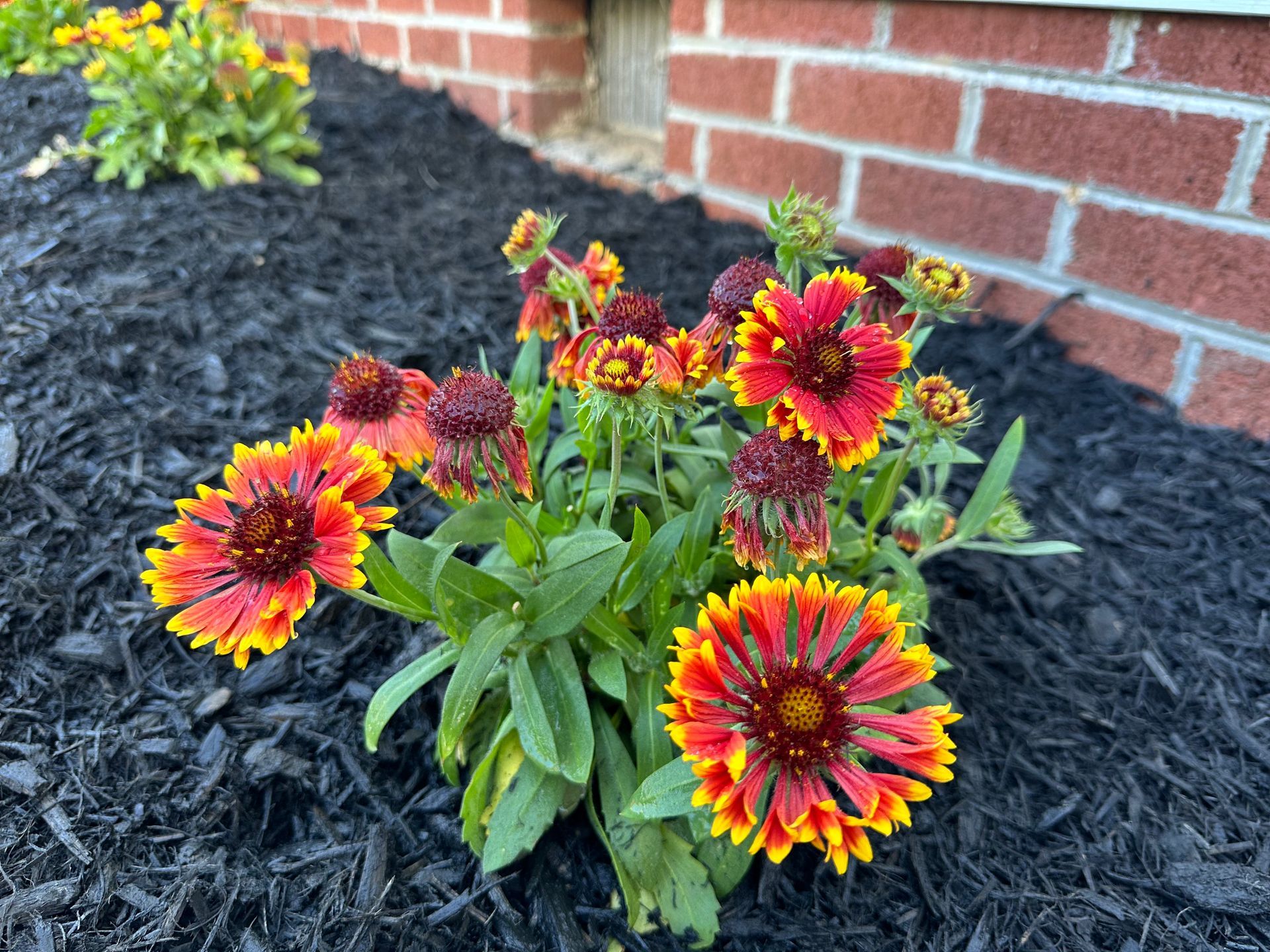A bunch of flowers are growing in the dirt in front of a brick building.