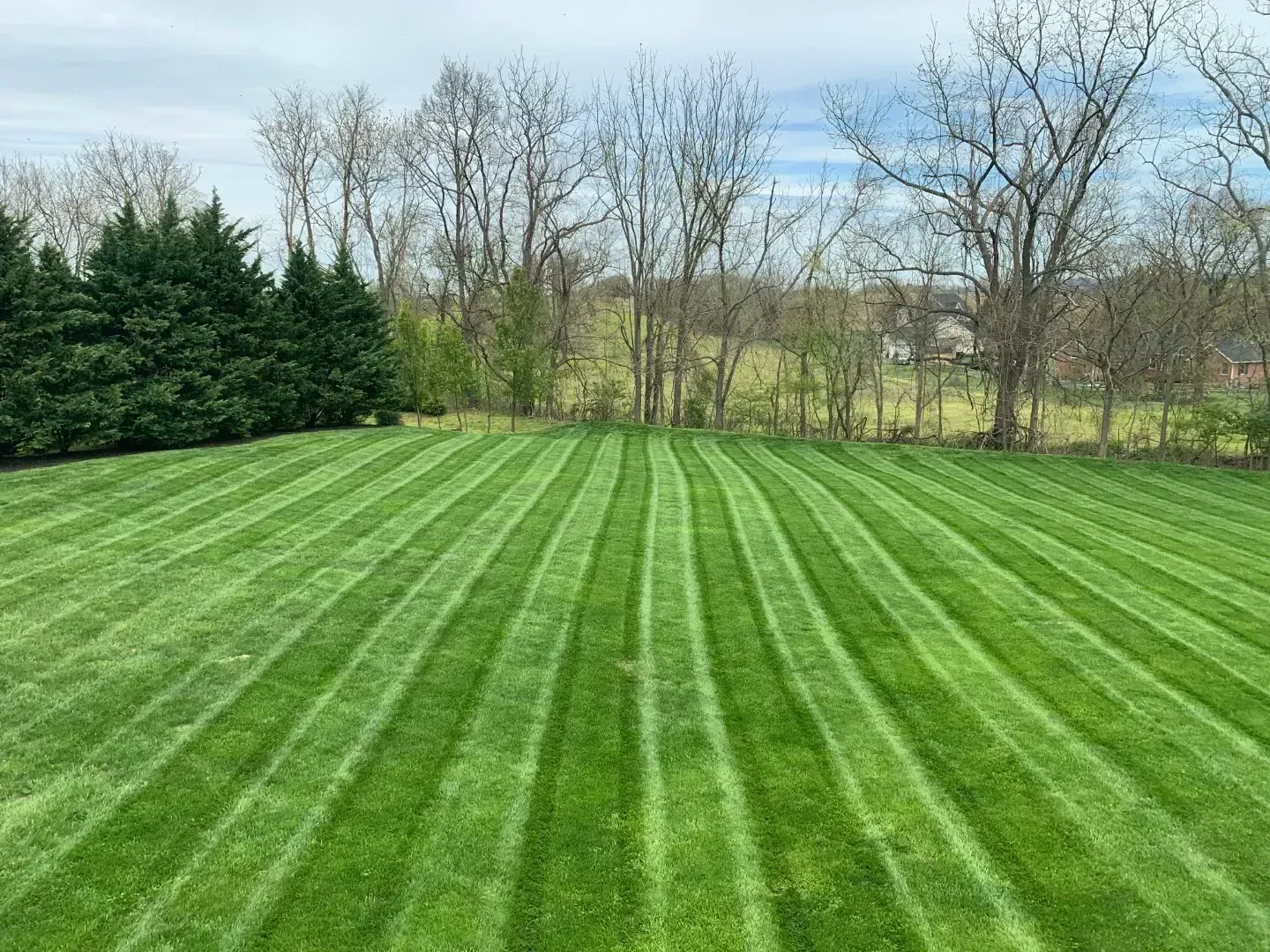 Freshly mowed green lawn with striped grass, trees, and a blue sky in the background