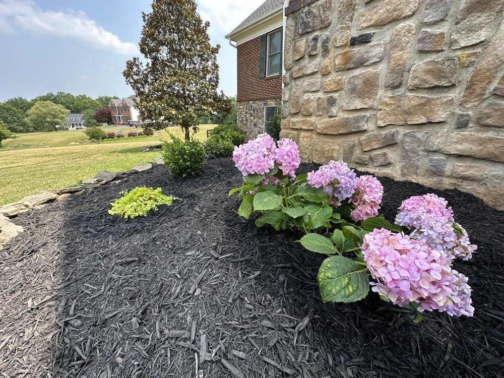 A garden with purple flowers and black mulch in front of a stone wall.