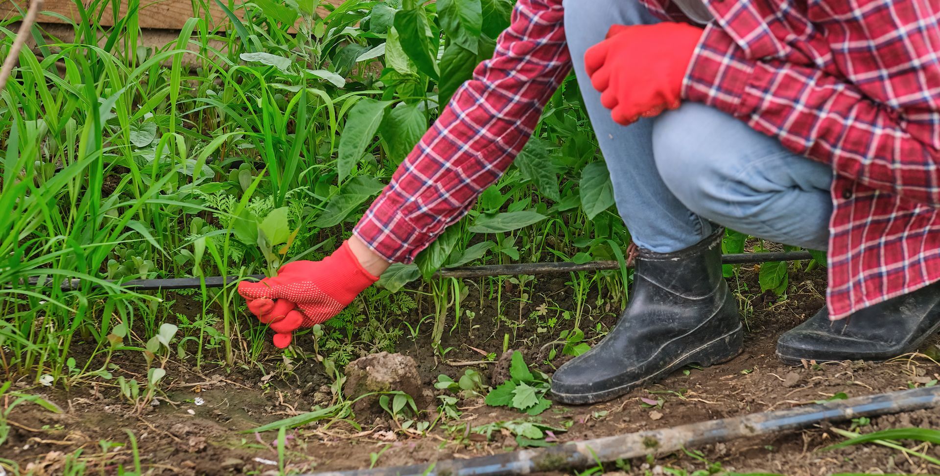 Person in red gloves pulling weeds beside a garden bed, kneeling on a dirt path.