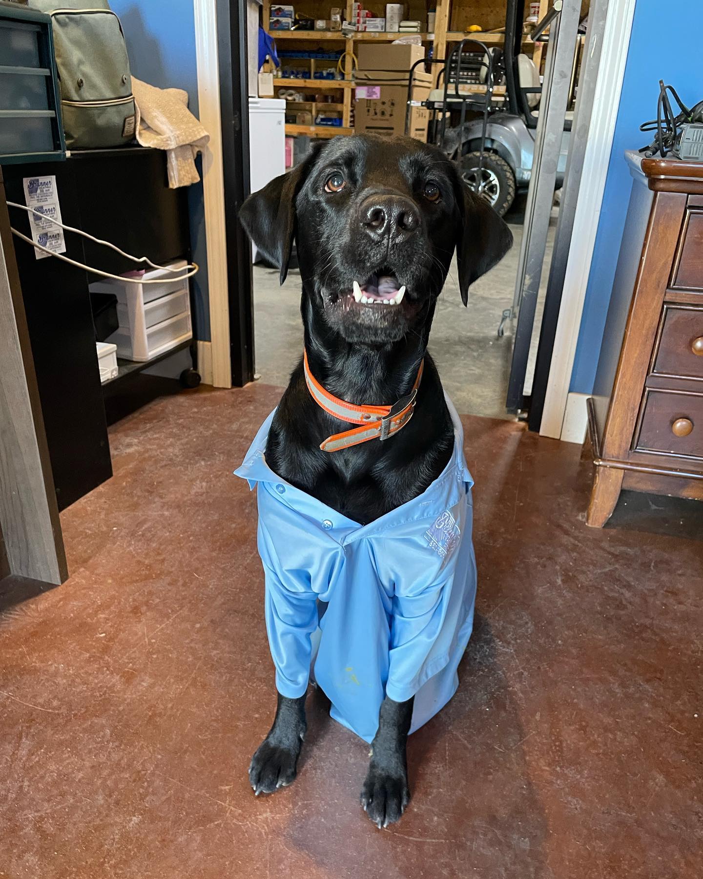 A black Labrador retriever wearing a light blue button-down shirt and an orange collar, sitting and smiling in a room.